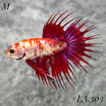MULTICOLOR LEOPARD RED GALAXY CROWNTAIL MALE #LA.303