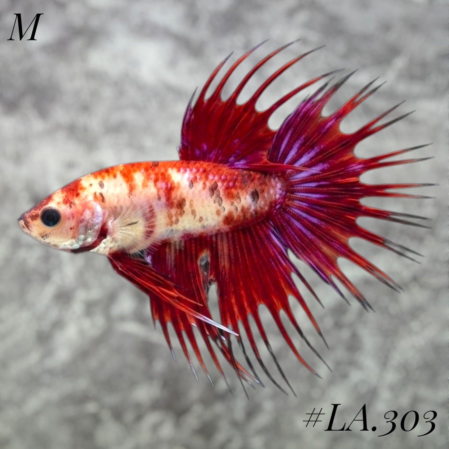 MULTICOLOR LEOPARD RED GALAXY CROWNTAIL MALE #LA.303