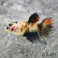 MULTICOLOR YELLOW GALAXY CROWNTAIL FEMALE #LA.201
