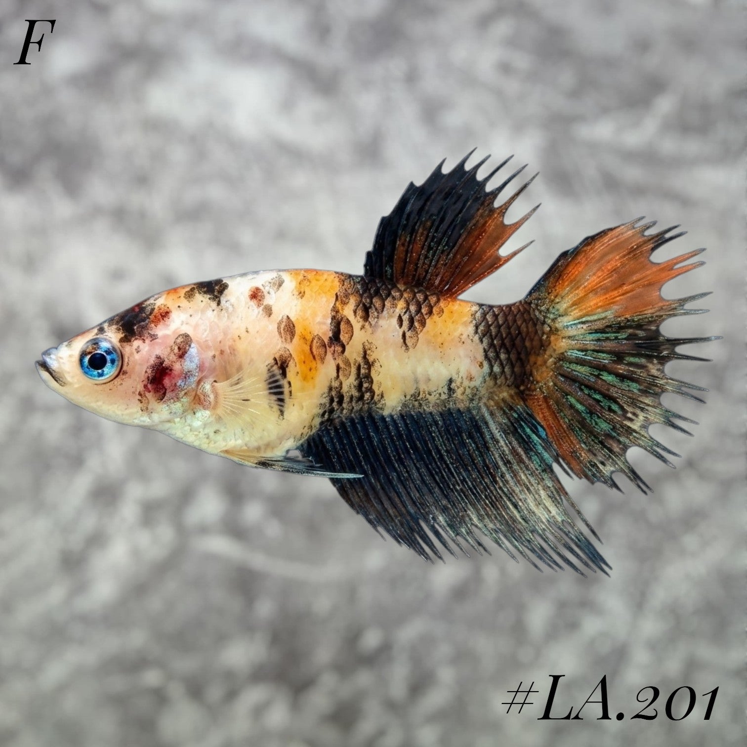 MULTICOLOR YELLOW GALAXY CROWNTAIL FEMALE #LA.201