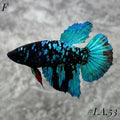 AVATAR BLACKSTAR TURQUOISE HALFMOON FEMALE #LA.53