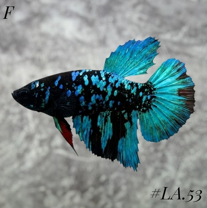 AVATAR BLACKSTAR TURQUOISE HALFMOON FEMALE #LA.53
