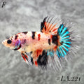 MULTICOLOR YELLOW TIGER GALAXY CROWNTAIL FEMALE #LA.221