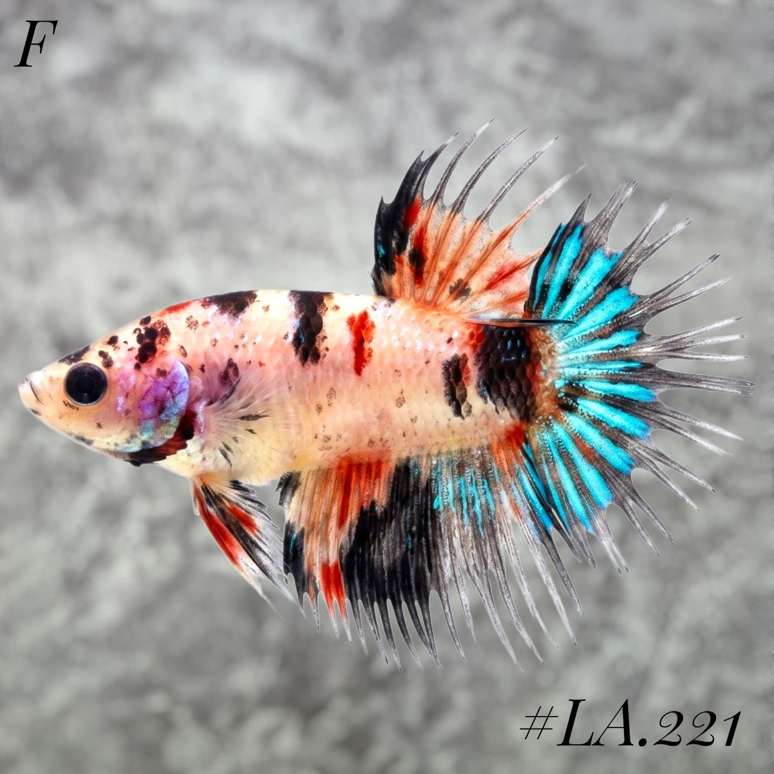 MULTICOLOR YELLOW TIGER GALAXY CROWNTAIL FEMALE #LA.221