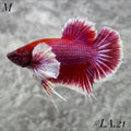 PURPLE LAVENDER BUTTERFLY DUMBO EARS HMPK MALE #LA.21