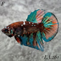 AVATAR BLACKSTAR VAMPIRE TAIL FULL EGG FEMALE #LA.261