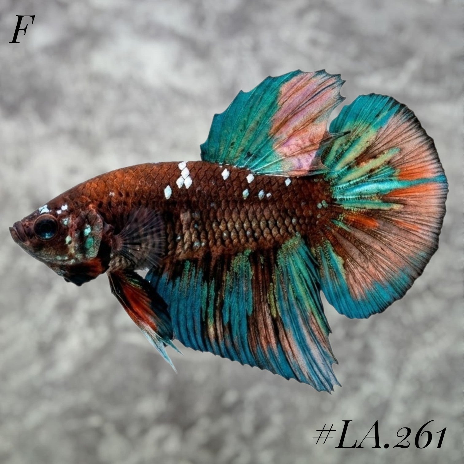 AVATAR BLACKSTAR VAMPIRE TAIL FULL EGG FEMALE #LA.261