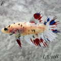 MULTICOLOR BLUE NEMO GALAXY CROWNTAIL FEMALE #LA.308