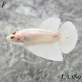 RARE TANCO HMPK FEMALE #LA.189