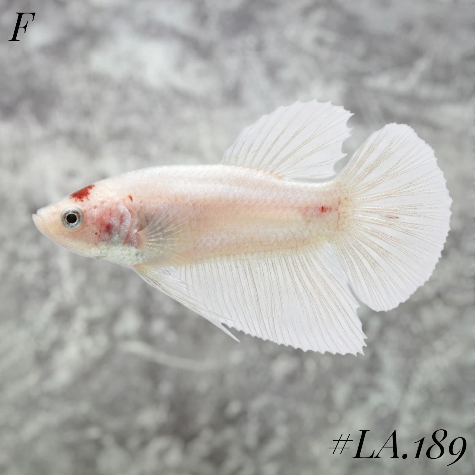 RARE TANCO HMPK FEMALE #LA.189