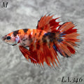 MULTICOLOR LEOPARD GALAXY  CROWNTAIL MALE #LA.346