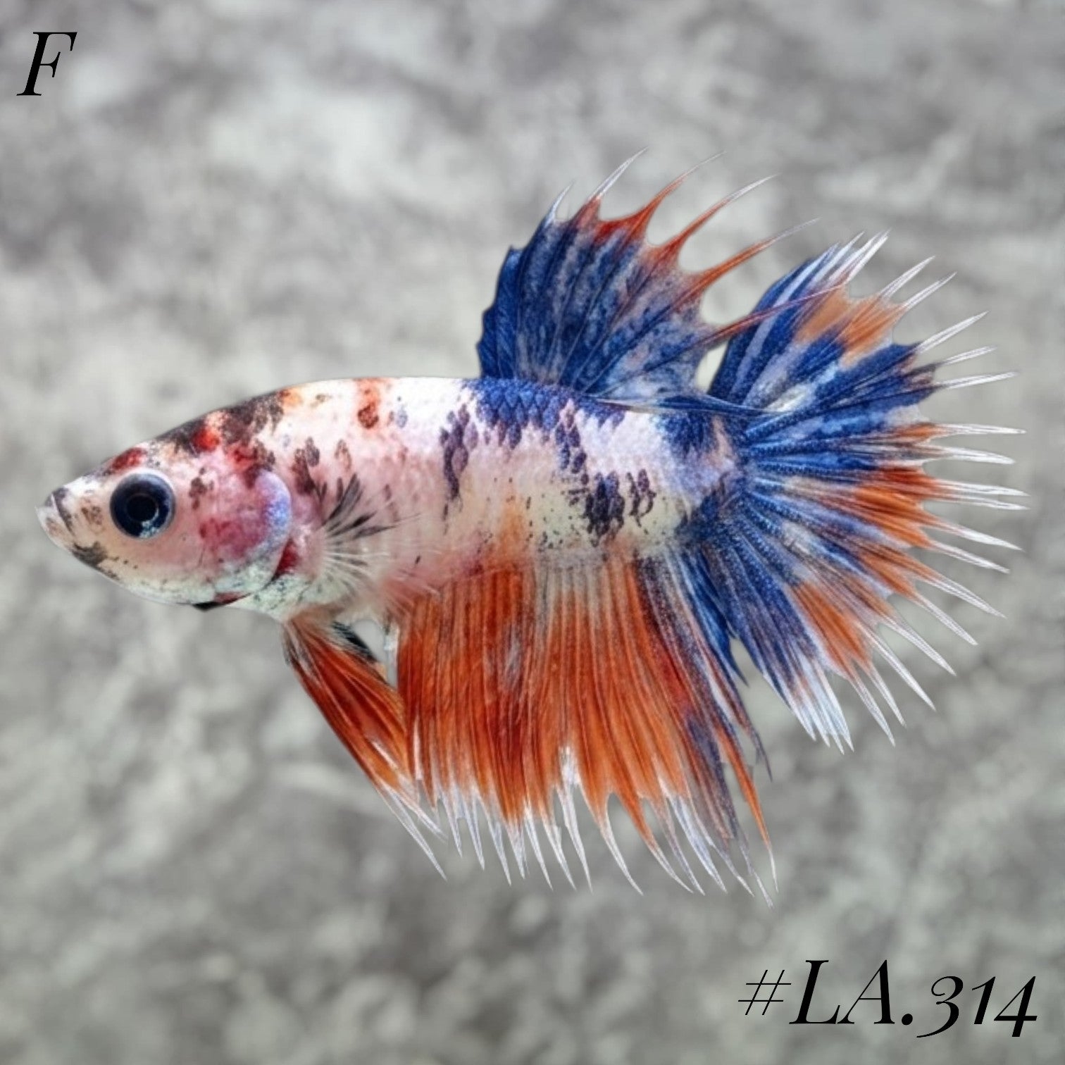 MULTICOLOR LEOPARD ORANGE GALAXY CROWNTAIL MALE #LA.314