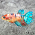 MULTICOLOR YELLOW NEMO GALAXY CROWNTAIL FEMALE #LA.335