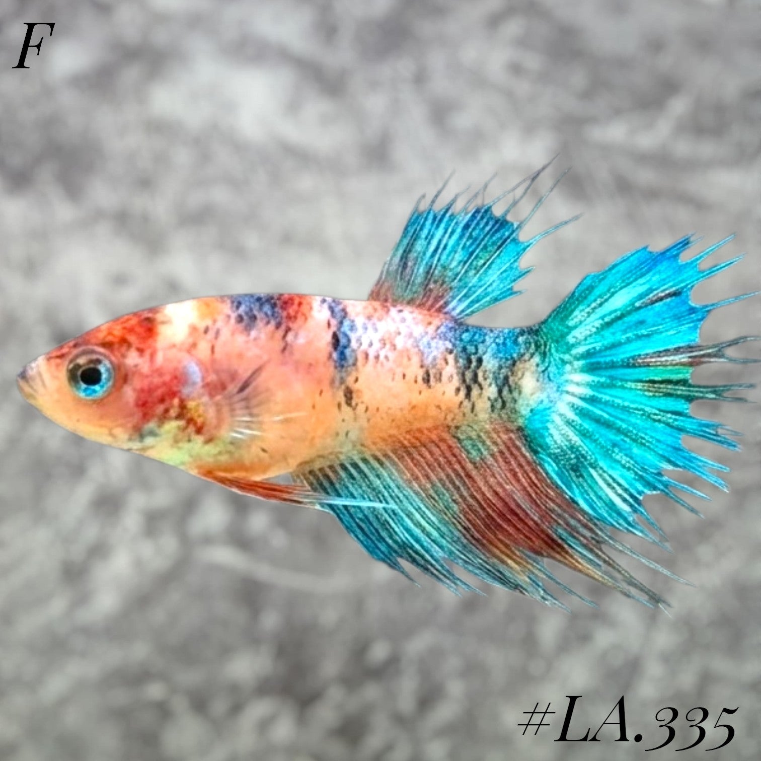 MULTICOLOR YELLOW NEMO GALAXY CROWNTAIL FEMALE #LA.335