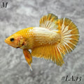 FANCY COPPER YELLOW HEAD HMPK MALE #LA.13