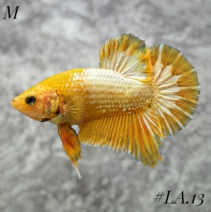 FANCY COPPER YELLOW HEAD HMPK MALE #LA.13