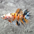MULTICOLOR YELLOW TIGER GALAXY CROWNTAIL FEMALE #LA.219