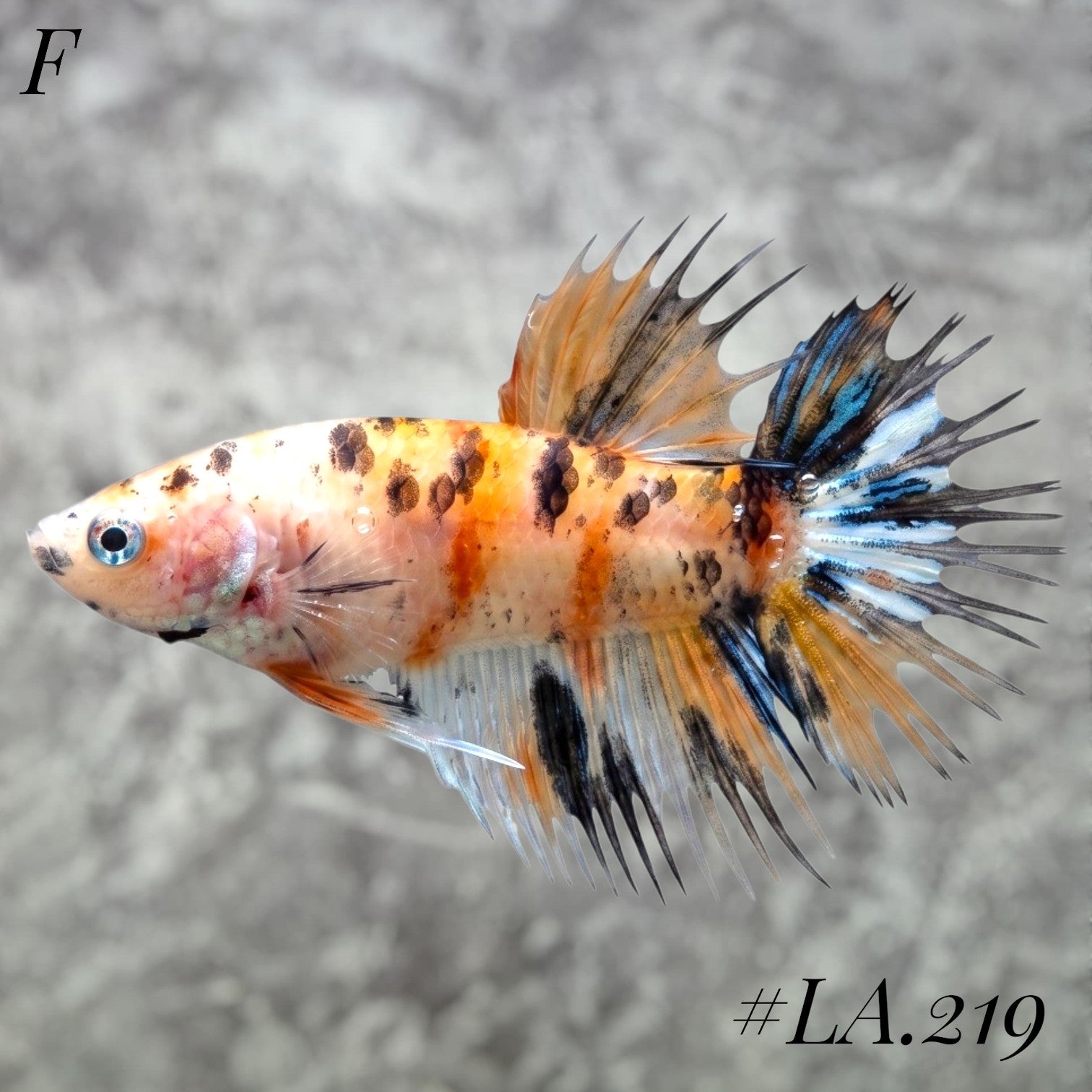 MULTICOLOR YELLOW TIGER GALAXY CROWNTAIL FEMALE #LA.219