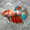 MULTICOLOR ORANGE TIGER GALAXY FULL EGG CROWNTAIL FEMALE #LA.252