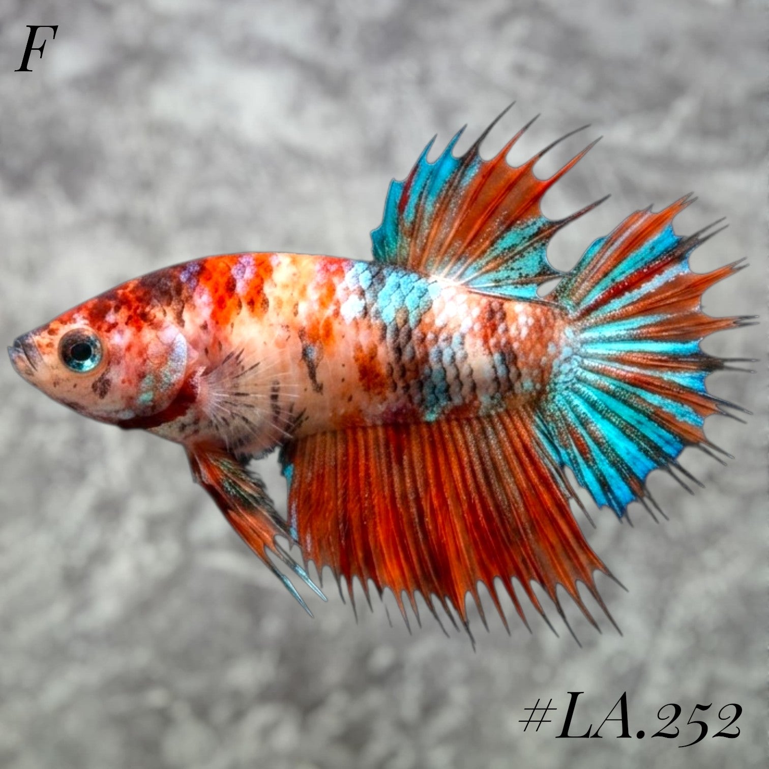 MULTICOLOR ORANGE TIGER GALAXY FULL EGG CROWNTAIL FEMALE #LA.252