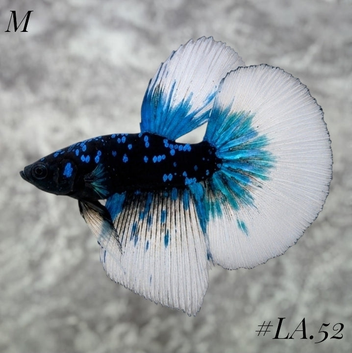 AVATAR BLACKSTAR TURQUOISE HALFMOON MALE #LA.52