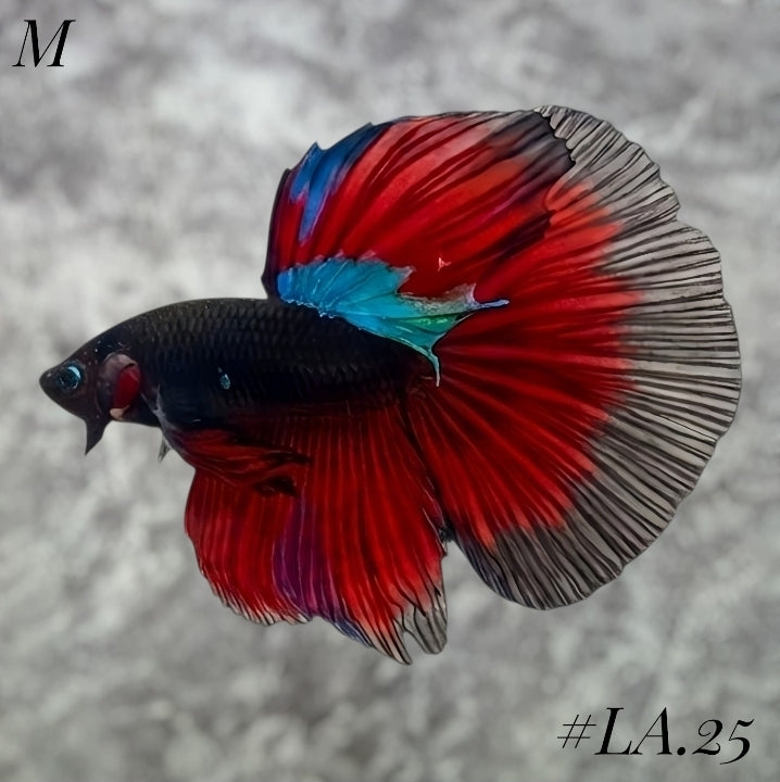 AVATAR BLACK VAMPIRE HALFMOON MALE #LA.25