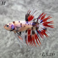 MULTICOLOR ORANGE TIGER RED GALAXY CROWNTAIL MALE #LA.211