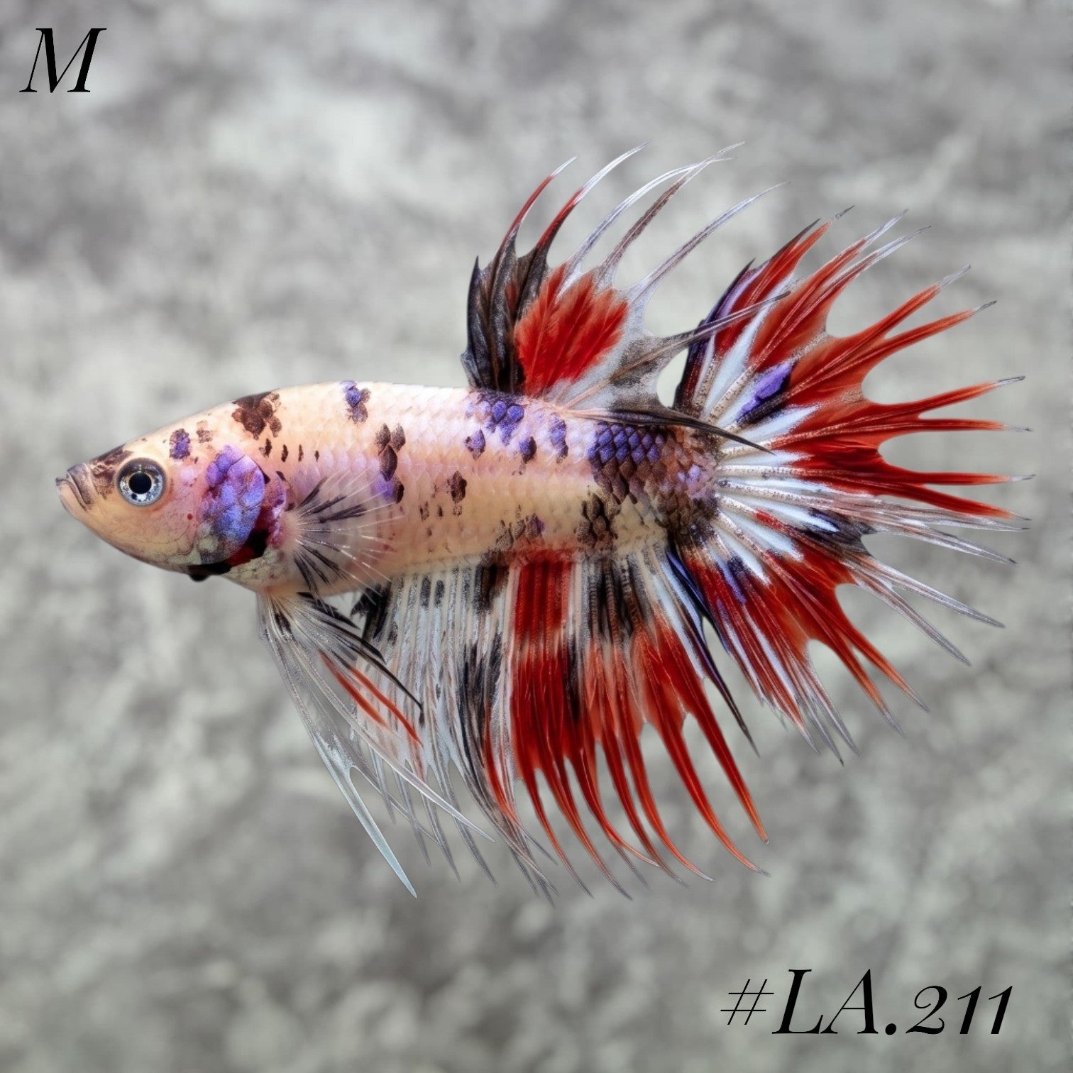 MULTICOLOR ORANGE TIGER RED GALAXY CROWNTAIL MALE #LA.211