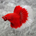 RED BUTTERFLY HALFMOON MALE #LA.11
