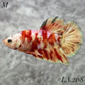 WHITE BARONGSAI GOLD SHIMMER PURPLE GALAXY HMPK MALE #LA.208