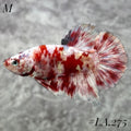 BARONGSAI RED GOLD SHIMMER GALAXY HMPK MALE #LA.275