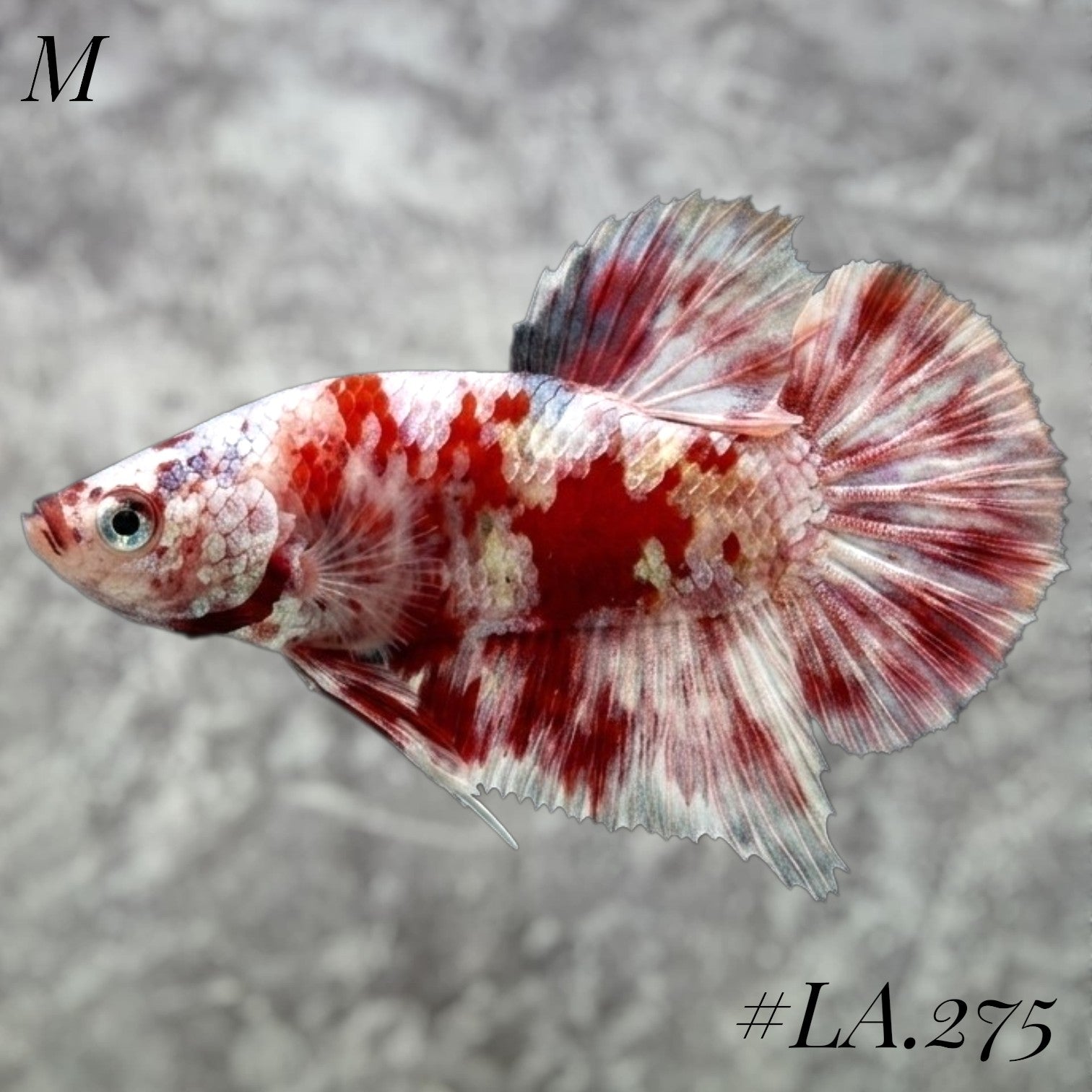 BARONGSAI RED GOLD SHIMMER GALAXY HMPK MALE #LA.275