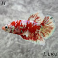 WHITE BARONGSAI RED GOLD SHIMMER PURPLE GALAXY HMPK MALE #LA.194