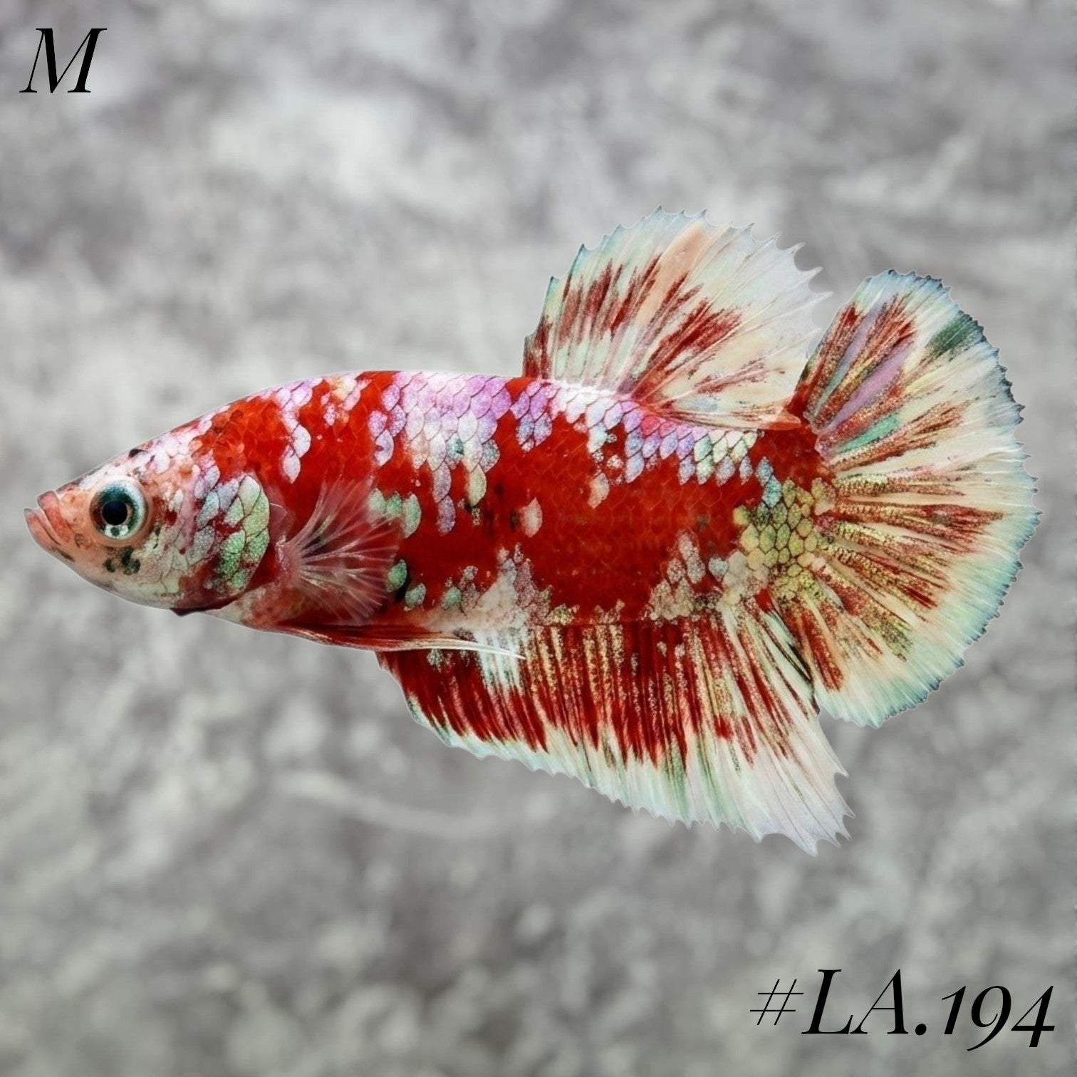 WHITE BARONGSAI RED GOLD SHIMMER PURPLE GALAXY HMPK MALE #LA.194