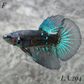 AVATAR BLUESTAR GALAXY HALFMOON  FEMALE #LA.294