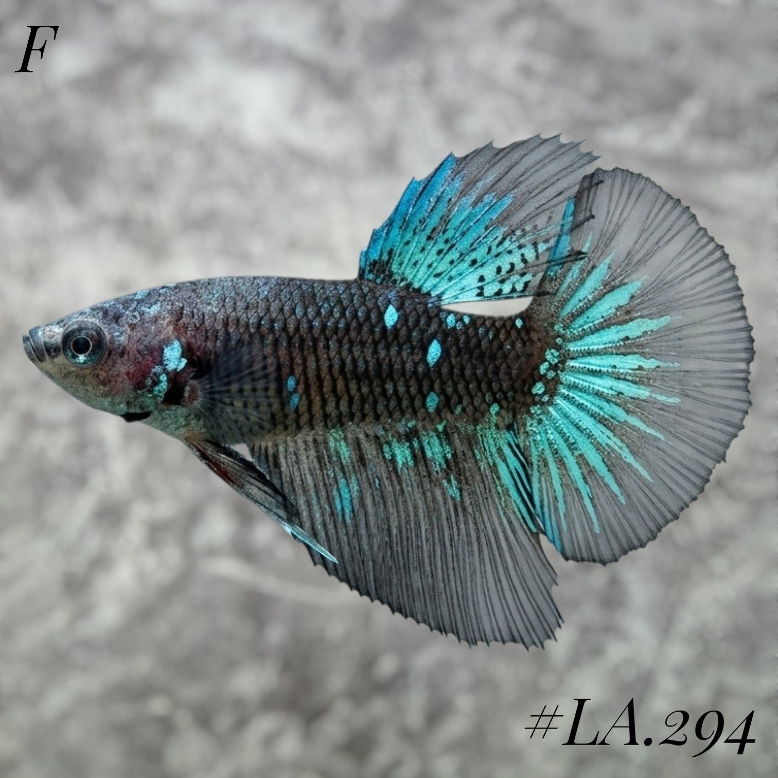 AVATAR BLUESTAR GALAXY HALFMOON  FEMALE #LA.294