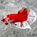 BARONGSAI RED HEAD STAR TAIL SHIMER GOLD HMPK MALE  #LA.266