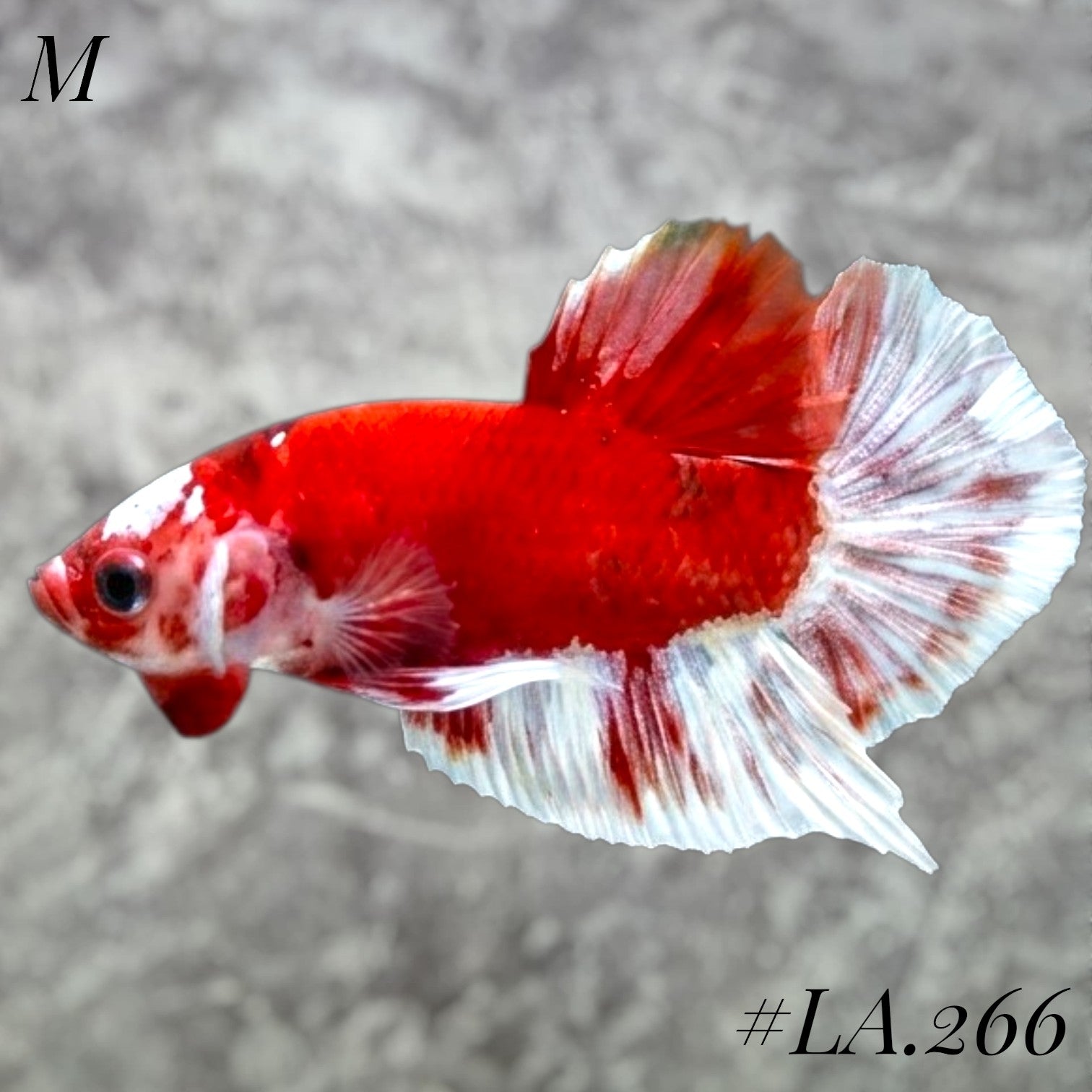 BARONGSAI RED HEAD STAR TAIL SHIMER GOLD HMPK MALE  #LA.266