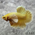 SOFT GOLD BUTTERFLY DUMBO EARS HMPK MALE #LA.08