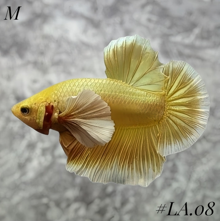 SOFT GOLD BUTTERFLY DUMBO EARS HMPK MALE #LA.08