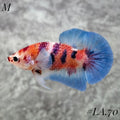 MULTICOLOR CANDY NEMO BLUE HMPK DUMBO EARS MALE #LA.70