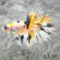 MULTICOLOR YELLOW TIGER GALAXY CROWNTAIL MALE #LA.216