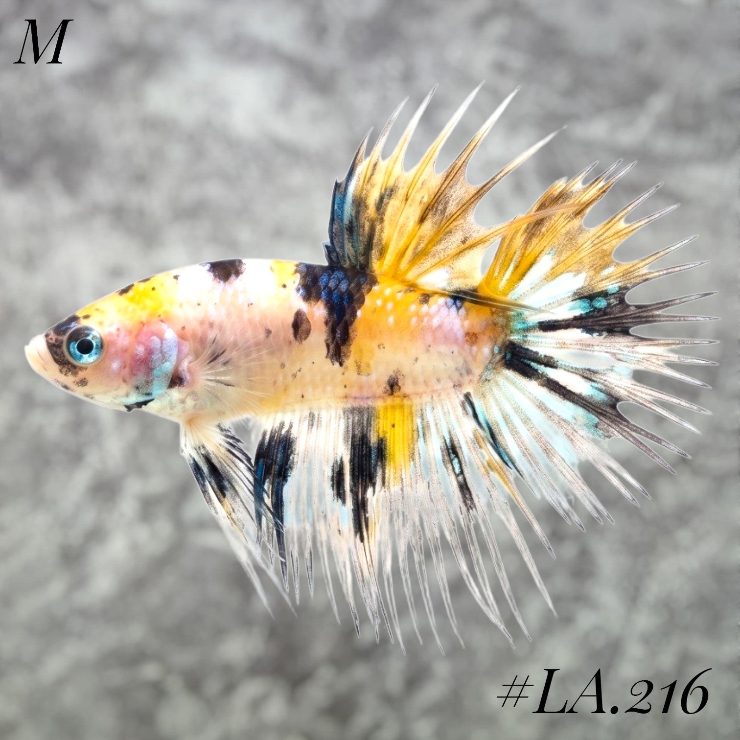 MULTICOLOR YELLOW TIGER GALAXY CROWNTAIL MALE #LA.216