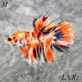 MULTICOLOR ORANGE TIGER CROWNTAIL MALE #LA.82