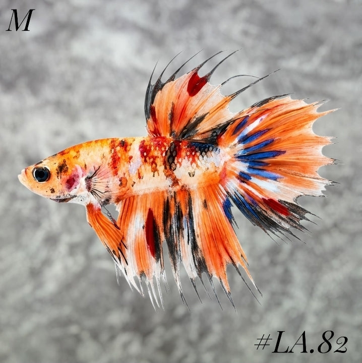 MULTICOLOR ORANGE TIGER CROWNTAIL MALE #LA.82
