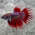 RARE RED PURPLE GALAXY CROWNTAIL MALE #LA.312