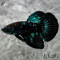 RARE AVATAR BLACKSTAR GALAXY SHIMER HALFMOON FEMALE #LA.285