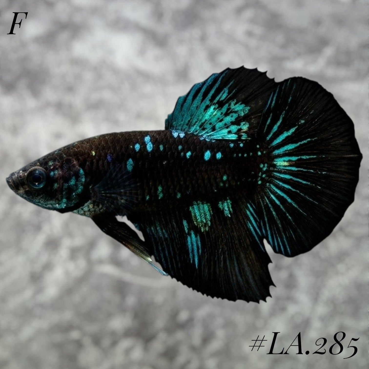 RARE AVATAR BLACKSTAR GALAXY SHIMER HALFMOON FEMALE #LA.285