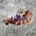 WHITE BARONGSAI PURPLE GALAXY HMPK MALE #LA.130