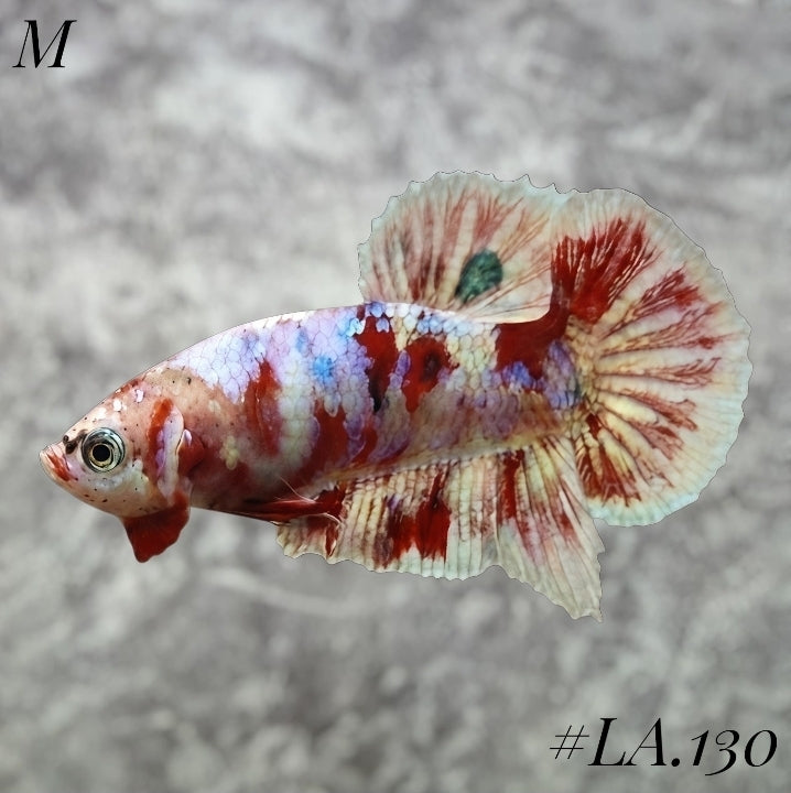 WHITE BARONGSAI PURPLE GALAXY HMPK MALE #LA.130